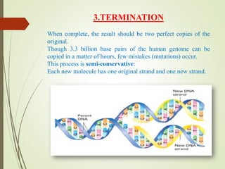 3.TERMINATION
When complete, the result should be two perfect copies of the
original.
Though 3.3 billion base pairs of the human genome can be
copied in a matter of hours, few mistakes (mutations) occur.
This process is semi-conservative:
Each new molecule has one original strand and one new strand.
 