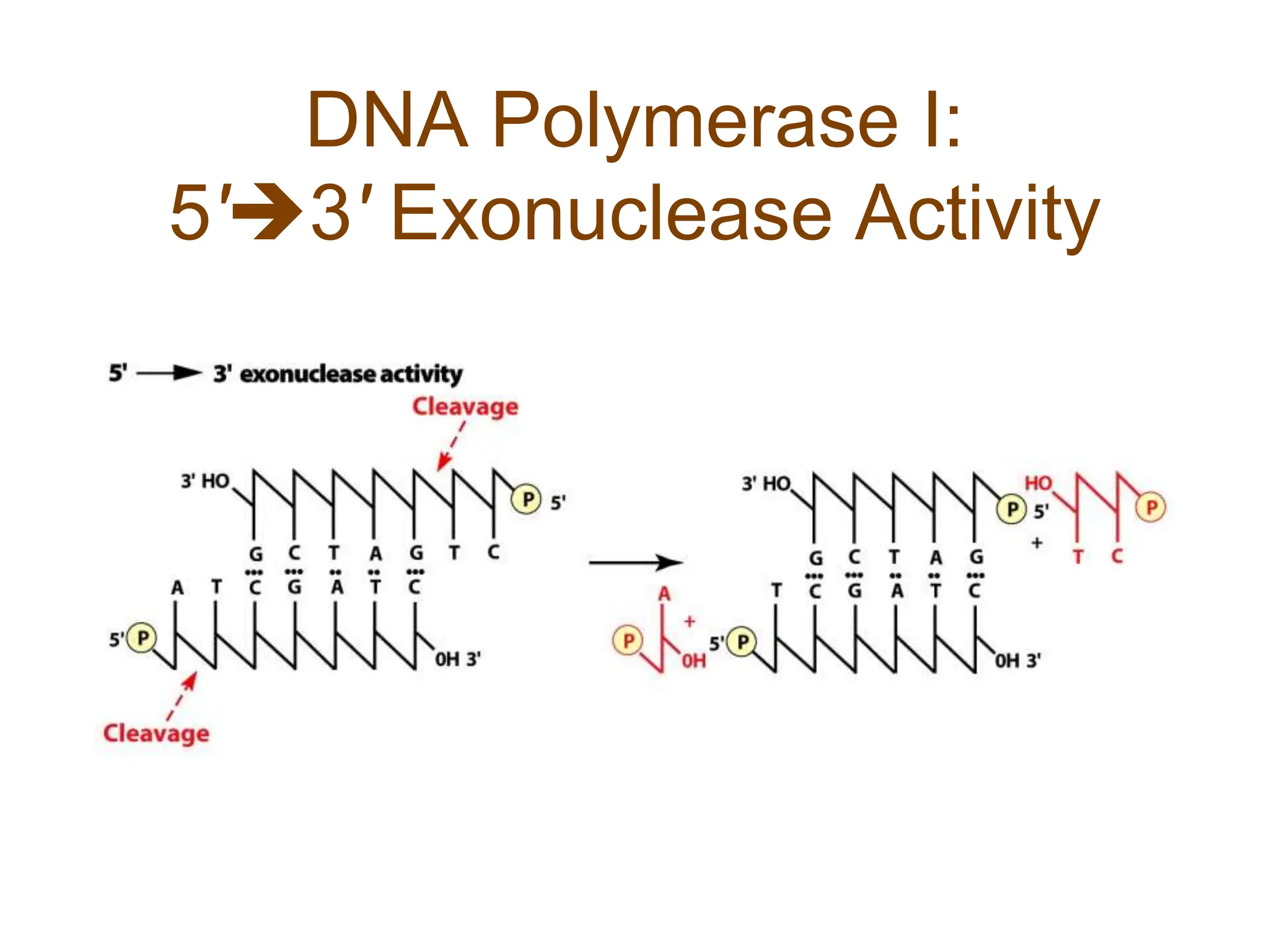 DNA Replication-2 in prokaryotes and eukaryotes.ppt