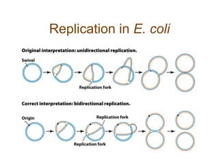 Replication in E. coli
 
