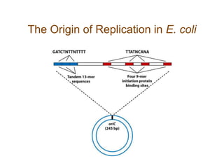 The Origin of Replication in E. coli
 