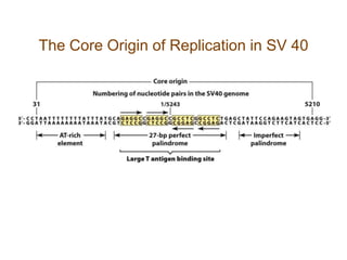 The Core Origin of Replication in SV 40
 
