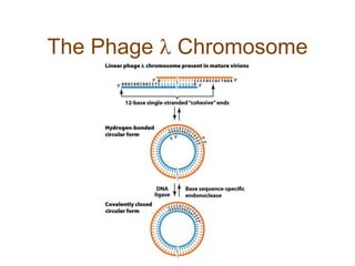 The Phage  Chromosome
 