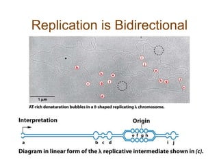 Replication is Bidirectional
 