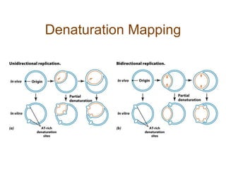 Denaturation Mapping
 