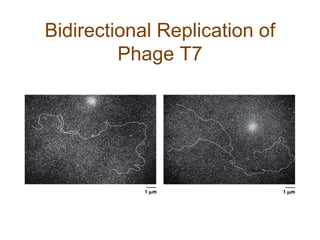 Bidirectional Replication of
Phage T7
 