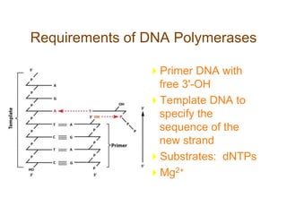Requirements of DNA Polymerases
Primer DNA with
free 3'-OH
Template DNA to
specify the
sequence of the
new strand
Substrates: dNTPs
Mg2+
 