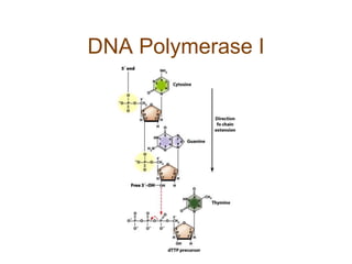 DNA Polymerase I
 