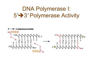 DNA Polymerase I:
5'3' Polymerase Activity
 