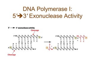 DNA Polymerase I:
5'3' Exonuclease Activity
 