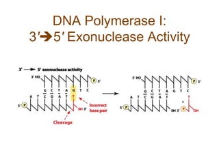 DNA Polymerase I:
3'5' Exonuclease Activity
 