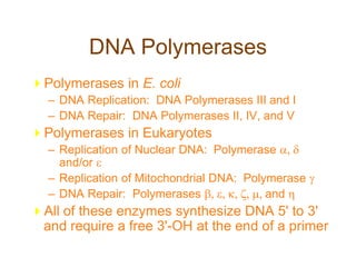 DNA Polymerases
Polymerases in E. coli
– DNA Replication: DNA Polymerases III and I
– DNA Repair: DNA Polymerases II, IV, and V
Polymerases in Eukaryotes
– Replication of Nuclear DNA: Polymerase 
and/or 
– Replication of Mitochondrial DNA: Polymerase 
– DNA Repair: Polymerases and
All of these enzymes synthesize DNA 5' to 3'
and require a free 3'-OH at the end of a primer
 