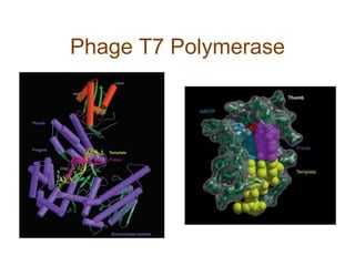 Phage T7 Polymerase
 