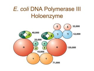 E. coli DNA Polymerase III
Holoenzyme
 