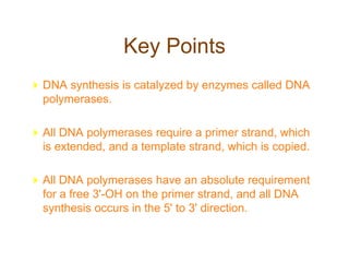 Key Points
DNA synthesis is catalyzed by enzymes called DNA
polymerases.
All DNA polymerases require a primer strand, which
is extended, and a template strand, which is copied.
All DNA polymerases have an absolute requirement
for a free 3'-OH on the primer strand, and all DNA
synthesis occurs in the 5' to 3' direction.
 