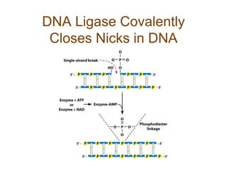 DNA Ligase Covalently
Closes Nicks in DNA
 