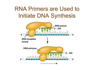 RNA Primers are Used to
Initiate DNA Synthesis
 