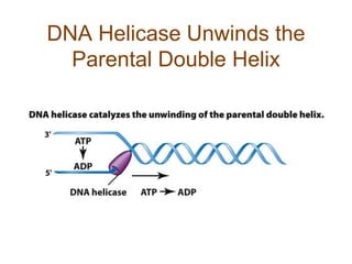 DNA Helicase Unwinds the
Parental Double Helix
 
