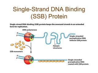Single-Strand DNA Binding
(SSB) Protein
 