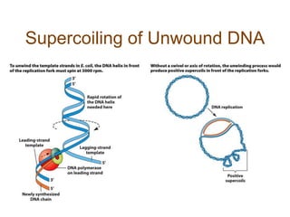Supercoiling of Unwound DNA
 