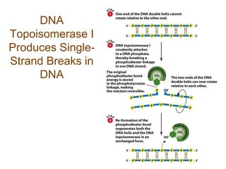 DNA
Topoisomerase I
Produces Single-
Strand Breaks in
DNA
 