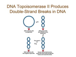 DNA Topoisomerase II Produces
Double-Strand Breaks in DNA
 
