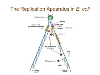 The Replication Apparatus in E. coli
 