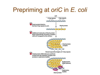 Prepriming at oriC in E. coli
 