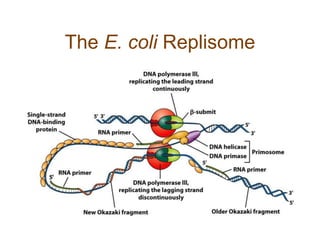 The E. coli Replisome
 