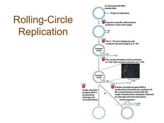 Rolling-Circle
Replication
 