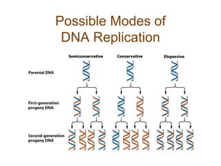 Possible Modes of
DNA Replication
 