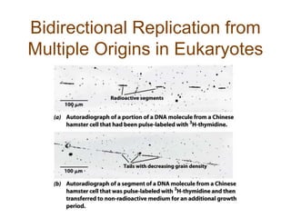 Bidirectional Replication from
Multiple Origins in Eukaryotes
 
