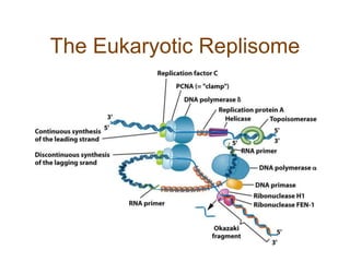 The Eukaryotic Replisome
 
