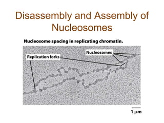Disassembly and Assembly of
Nucleosomes
 