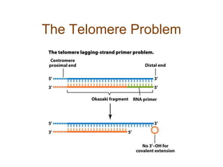 The Telomere Problem
 