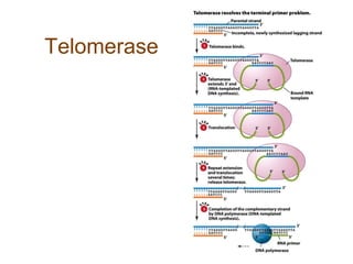Telomerase
 