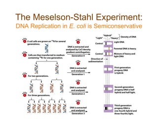 The Meselson-Stahl Experiment:
DNA Replication in E. coli is Semiconservative
 