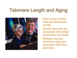 Telomere Length and Aging
Most human somatic
cells lack telomerase
activity.
Shorter telomeres are
associated with cellular
senescence and death.
Diseases causing
premature aging are
associated with short
telomeres.
 
