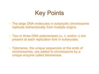 Key Points
The large DNA molecules in eukaryotic chromosome
replicate bidirectionally from multiple origins.
Two or three DNA polymerases (and/or ) are
present at each replication fork in eukaryotes.
Telomeres, the unique sequences at the ends of
chromosomes, are added to chromosome by a
unique enzyme called telomerase.
 