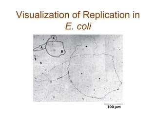 Visualization of Replication in
E. coli
 