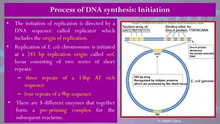 Process of DNA synthesis: Initiation
• The initiation of replication is directed by a
DNA sequence called replicator which
includes the origin of replication.
• Replication of E. coli chromosome is initiated
at a 245 bp replication origin called oriC
locus consisting of two series of short
repeats:
– three repeats of a 13bp AT rich
sequence
– four repeats of a 9bp sequence
• There are 8 different enzymes that together
form a pre-priming complex for the
subsequent reactions.
Dr. Riddhi Datta
 