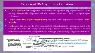 Process of DNA synthesis: Initiation
• A Dna A protein (initiating protein) binds to the four repeats of 9 bp sequence of oriC. With
the help of histone-like HU proteins and ATP, the Dna A causes the AT rich 13 bp repeat region
to denature.
• The hexameric Dna B protein (helicase) now binds to this region with the help of Dna C
protein.
• The helicase then unwinds the DNA molecule bidirectionally creating a replication bubble with
two replication forks. The energy for unwinding is derived from ATP hydrolysis – a reaction
that causes conformational change in helicase enabling it to move along a single strand of DNA.
Dr. Riddhi Datta
 