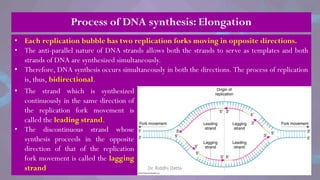 Process of DNA synthesis: Elongation
• The strand which is synthesized
continuously in the same direction of
the replication fork movement is
called the leading strand.
• The discontinuous strand whose
synthesis proceeds in the opposite
direction of that of the replication
fork movement is called the lagging
strand
• Each replication bubble has two replication forks moving in opposite directions.
• The anti-parallel nature of DNA strands allows both the strands to serve as templates and both
strands of DNA are synthesized simultaneously.
• Therefore, DNA synthesis occurs simultaneously in both the directions. The process of replication
is, thus, bidirectional.
Dr. Riddhi Datta
 
