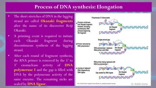 Process of DNA synthesis: Elongation
• The short stretches of DNA in the lagging
strand are called Okazaki fragments
after the name of its discoverer Reiji
Okazaki.
• A primimg event is required to initiate
each Okazaki fragment during
discontinuous synthesis of the lagging
strand.
• After each round of fragment synthesis,
the RNA primer is removed by the 5‘ to
3‘ exonuclease activity of DNA
polymerase I and the gap is filled with
DNA by the polymerase activity of the
same enzyme. The remaining nicks are
sealed by DNA ligase. Dr. Riddhi Datta
 