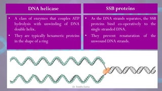 DNA helicase
• A class of enzymes that couples ATP
hydrolysis with unwinding of DNA
double helix.
• They are typically hexameric proteins
in the shape of a ring
• As the DNA strands separates, the SSB
proteins bind co-operatively to the
single stranded DNA.
• They prevent renaturation of the
unwound DNA strands.
SSB proteins
Dr. Riddhi Datta
 