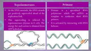 Topoisomerases
• As the DNA unwinds, the DNA strands
get positively supercoiled ahead of the
replication fork.
• This supercoiling is relieved by
topoisomerases (Gyrase in E. coli). The
energy for such action is obtained from
ATP hydrolysis.
• Primase is a specialized RNA
polymerase which use ssDNA as
template to synthesize short RNA
primers.
• It is activated by interacting with DNA
helicase.
Primase
Dr. Riddhi Datta
 