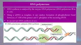 DNA polymerase
• DNA synthesis is catalyzed by the enzyme DNA polymerase (DNA polymerase III in
E.coli).
• Using a ssDNA as template, it can catalyze formation of phosphodiester bond
between a 3‘-OH of the primer and 5‘-phosphate of the incoming dNTP.
• It can not tart DNA synthesis de novo.
Dr. Riddhi Datta
 