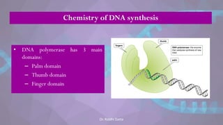 Chemistry of DNA synthesis
• DNA polymerase has 3 main
domains:
– Palm domain
– Thumb domain
– Finger domain
Dr. Riddhi Datta
 