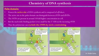 Chemistry of DNA synthesis
Palm domain:
• Possess the active site of DNA synthesis and is composed of a β-sheet.
• The active site in the palm domain can distinguish between rNTPs and dNTPs.
• The rNTPs are present in around 10 fold higher concentration in cell.
• But the nucleotide binding pocket is too small for the 2‘-OH on the incoming rNTP.
• Thus the polymerase can exclude the rNTPs by steric constraining.
x
Dr. Riddhi Datta
 