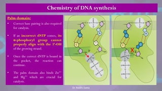 Chemistry of DNA synthesis
Palm domain:
• Correct base pairing is also required
for catalysis.
• If an incorrect dNTP comes, its
α-phosphoryl group cannot
properly align with the 3’-OH
of the growing strand.
• Once the correct dNTP is bound in
the pocket, the reaction can
continue.
• The palm domain also binds Zn2+
and Mg2+ which are crucial for
catalysis.
x
Dr. Riddhi Datta
 