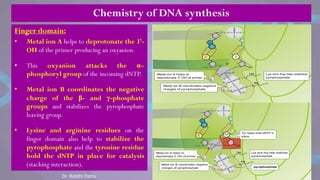 Finger domain:
• Metal ion A helps to deprotonate the 3’-
OH of the primer producing an oxyanion.
• This oxyanion attacks the α–
phosphoryl group of the incoming dNTP.
• Metal ion B coordinates the negative
charge of the β- and γ-phosphate
groups and stabilizes the pyrophosphate
leaving group.
• Lysine and arginine residues on the
finger domain also help to stabilize the
pyrophosphate and the tyrosine residue
hold the dNTP in place for catalysis
(stacking interaction).
Chemistry of DNA synthesis
Dr. Riddhi Datta
 